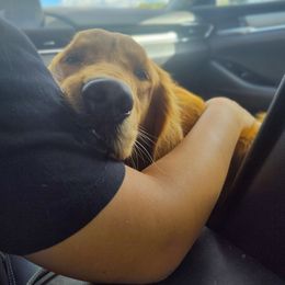 Cheyenne - Golden Retriever