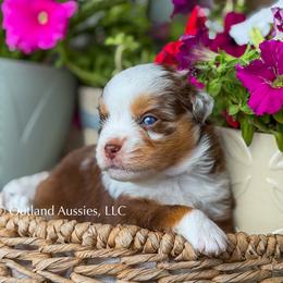 Ginger Ale - Red merle male Miniature Australian Shepherd puppy in Oklahoma City, Oklahoma from Outland Toy & Mini Aussies