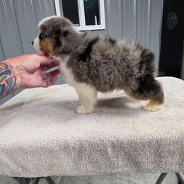 Boy 1 - Blue merle male Miniature American Shepherd puppy in Bowling Green, Kentucky from Flawlessly Kennel