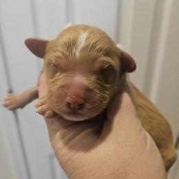 Marshall - Red and white male Cockapoo puppy in Galena, Illinois from Perry's doodles
