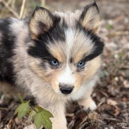 Bentley - Merle male Pomsky puppy in Ravena, New York from Osiris’s Siberians & Pomskies