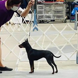 Zelda - Manchester Terrier