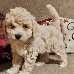 AKC girl Yuki 2200 NATURAL TAIL - Apricot female Poodle puppy in Cartersville, Georgia from Alpha Tiny Paws