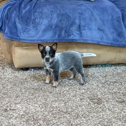Roxy - Blue speckled female Australian Cattle Dog puppy in Concrete, Washington from Back Country Cattle dogs