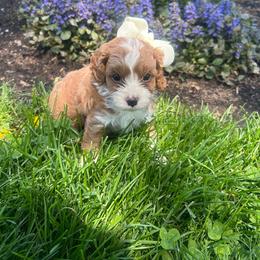 Bella - Red female Cavapoo puppy in Mint Hill, North Carolina from DoodleForever