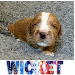 WICKET - Red  male Goldendoodle puppy in Minneapolis, Minnesota from The Golden Roo