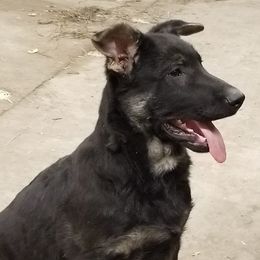 German Shepherds from SEAL K-9'S