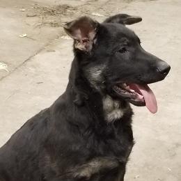 German Shepherds from SEAL K-9'S