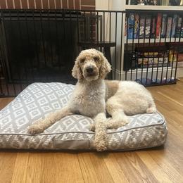 Parti - Poodle