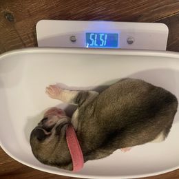 Siberian Husky Puppies from Alexandra's Siberian Huskies