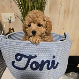 Toni - Cream male Maltipoo puppy in Nokomis, Florida from Sunset Farm Florida