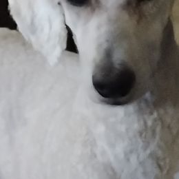 Aussiedoodles and Miniature Australian Shepherds from Jeanah's Pups