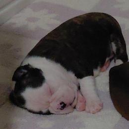 Brooklyn - Black brindle and white female Boston Terrier puppy in Star, North Carolina from Meatloaf's Bostons Family