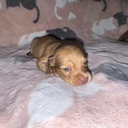 Lexie - Cream female Dachshund puppy in Magnolia, Texas from J&R Macias Dachshunds