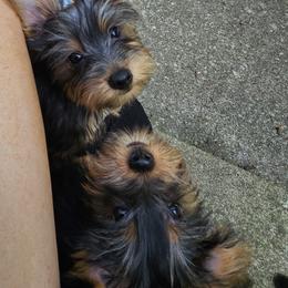 Silky Terrier Puppies from Brawley's Beautiful Babies