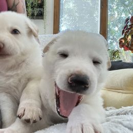 German Shepherd Puppies from Haus Skyborne Shepherds