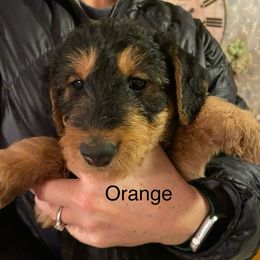 Girl 5 - Black and tan Airedale Terrier puppy in Boise, Idaho from Rising-aire Terriers