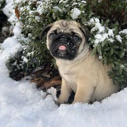 Pug Puppies from Vaubel Country Pugs