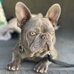 French Bulldog All Grown Up from Villalobos Frenchies