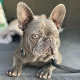 French Bulldog All Grown Up from Villalobos Frenchies