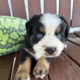 Boy 2 - Black tri male Miniature Australian Shepherd puppy in Bethany, Illinois from Rachel at Marrowbone Creek Aussies