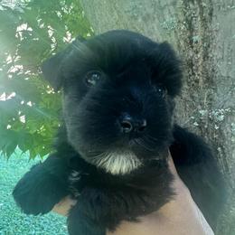 Cleo - Black female Miniature Schnauzer puppy in Grayson, Kentucky from Seventh Heaven Schnauzers
