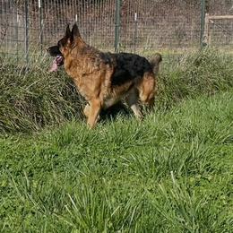 Boy 1 - male German Shepherd puppy in Oakland, Oregon from VHM German Shepherds