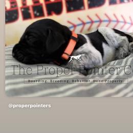Clemons Orange collar - Black roan female German Shorthaired Pointer puppy in Six Mile, South Carolina from The Proper Pointer Co.