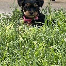 Yorkshire Terrier Puppies from Elite Yorkies AZ