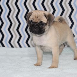 Quan - Fawn male Pug puppy in Tuscola, Illinois from Dream on puppies