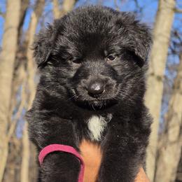 Cachet - Black female German Shepherd puppy in Bridgewater, New Jersey from Hamza's German Shepherds
