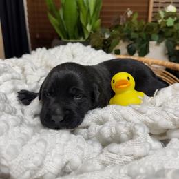 Girl 1 - female Labrador Retriever puppy in Petersboro, Utah from Chris Kolste
