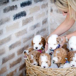 Poodle Puppies from Doodle Puppy Parti