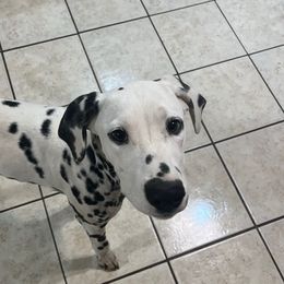 Bavarian Crème Donut- Gray - White and black male Dalmatian puppy in Claremore, Oklahoma from Lotsofdots Dalmatians