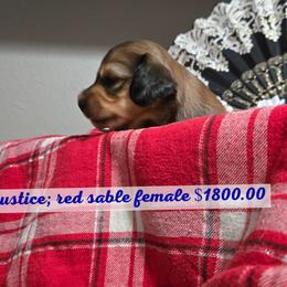 Dachshund Puppies from Snuggle Snoot Doxies
