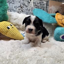 Boy 1 - Black and white male Havanese puppy in Deer Park, Washington from Mt. Top Havanese