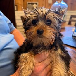 Fozzy - Blue and gold male Yorkshire Terrier puppy in Ballico, California from SierraVu Minis