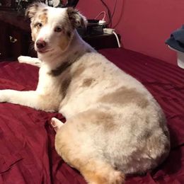 Australian Shepherds from Cherokee Reinman