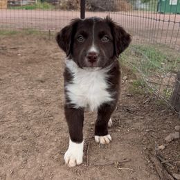 Graham - Red & white male Australian Shepherd puppy in San Tan Valley, Arizona from Reeds Ranch
