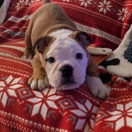 Tabitha - Red brindle and white female Bulldog puppy in Missoula, Montana from Dazzle's Bulldogs