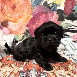Padme - Black female Shih Tzu puppy in Wilkesboro, North Carolina from Frannie and Annie Shih Tzu Babies
