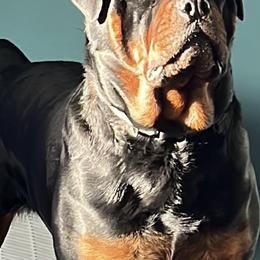 Rottweiler puppies from Porath's Rottweilers
