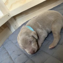 Weimaraner Puppies from Golden Hill’s Weimaraner’s