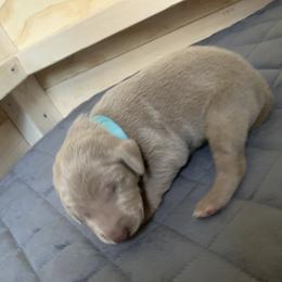 Weimaraner Puppies from Golden Hill’s Weimaraner’s