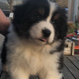 Australian Shepherd Puppies from Woodhaven Aussies