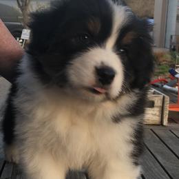Australian Shepherd Puppies from Woodhaven Aussies