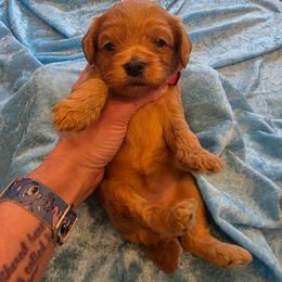 Mayte - Red female Cavapoo puppy in Gresham, Oregon from Paisley Cavapoos