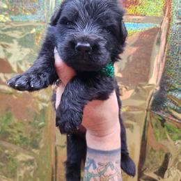Watermelon - Black male German Shepherd puppy in Fort Jennings, Ohio from Von Holtzapple German shepherds