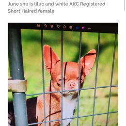 Cash - Chihuahua