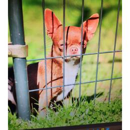 Cash - Chihuahua